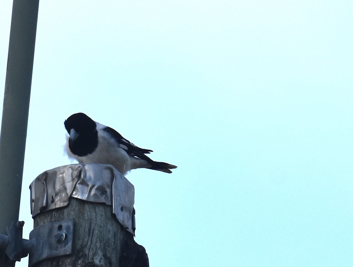 Pied Butcherbird - ML641486782