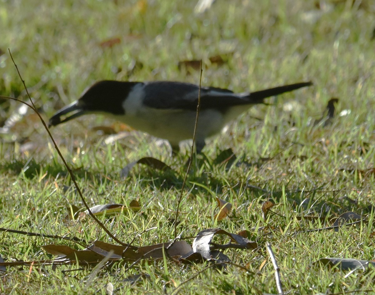 Gray Butcherbird - ML641486783