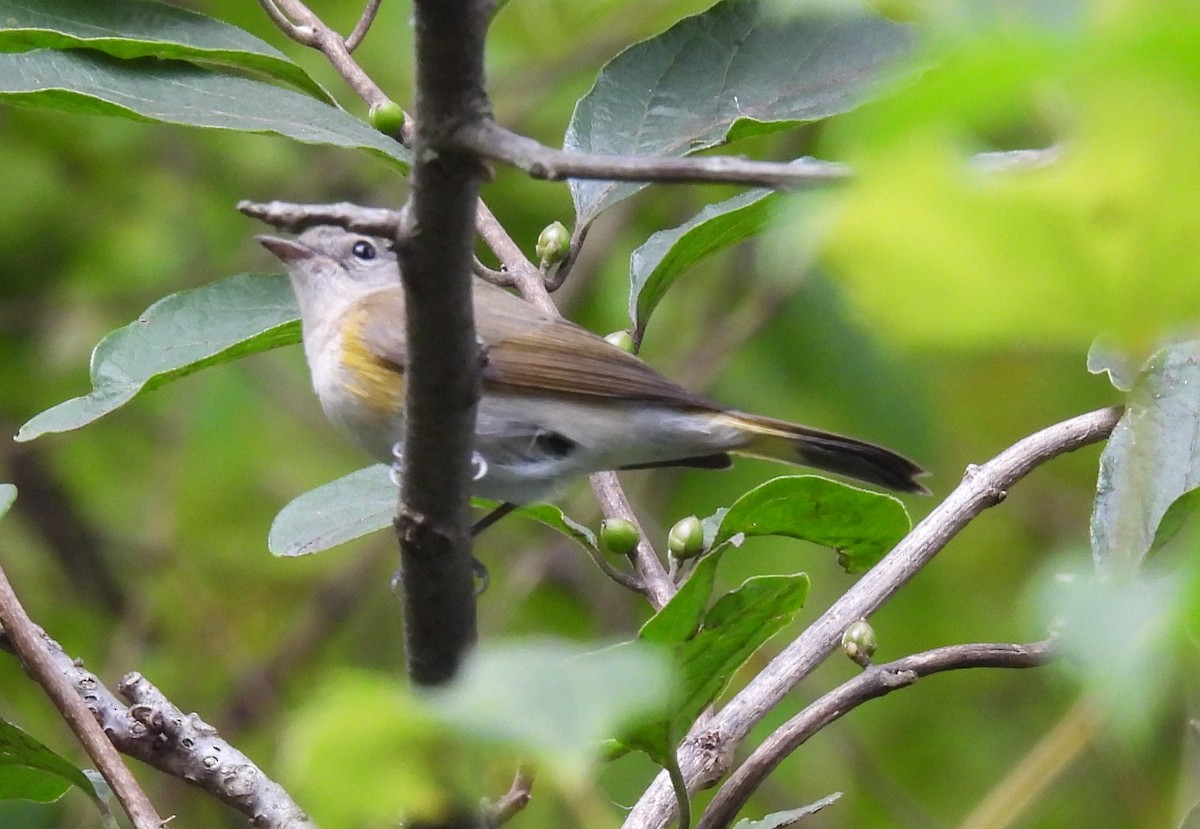 American Redstart - ML641486787