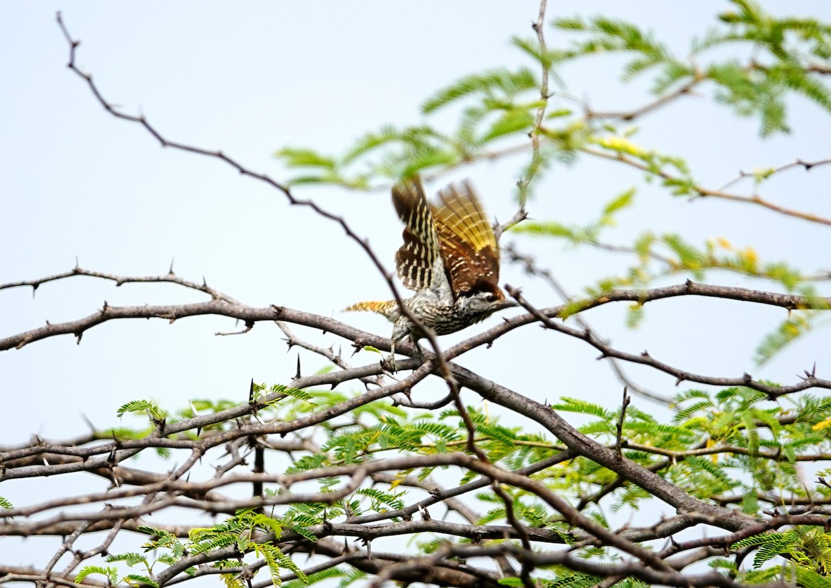 Cardinal Woodpecker - ML641486877