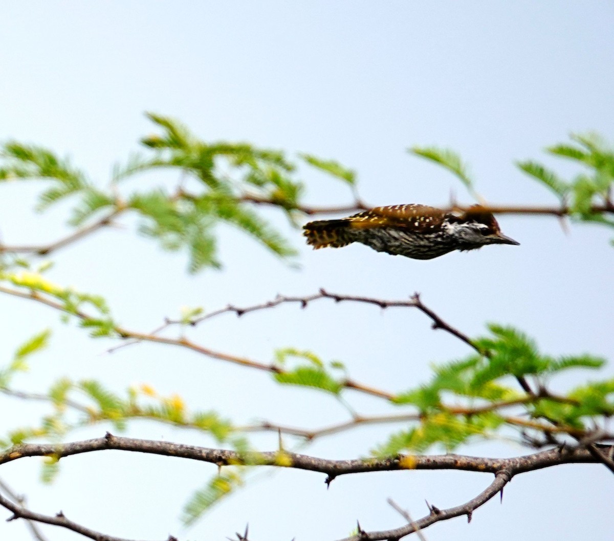 Cardinal Woodpecker - ML641486878