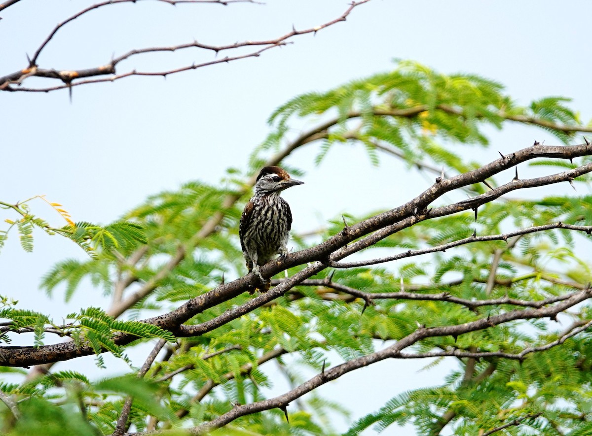 Cardinal Woodpecker - ML641486879