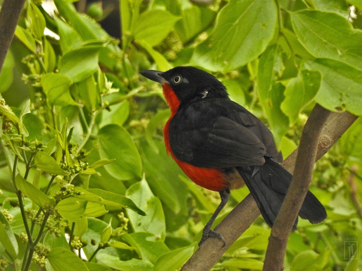 Black-headed Gonolek - ML641486913