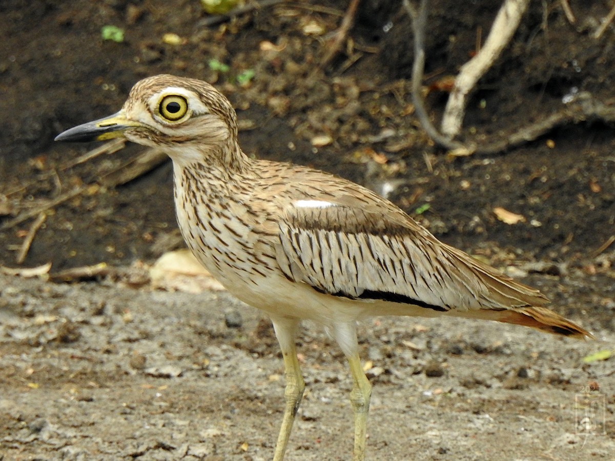 Senegal Thick-knee - ML641486919