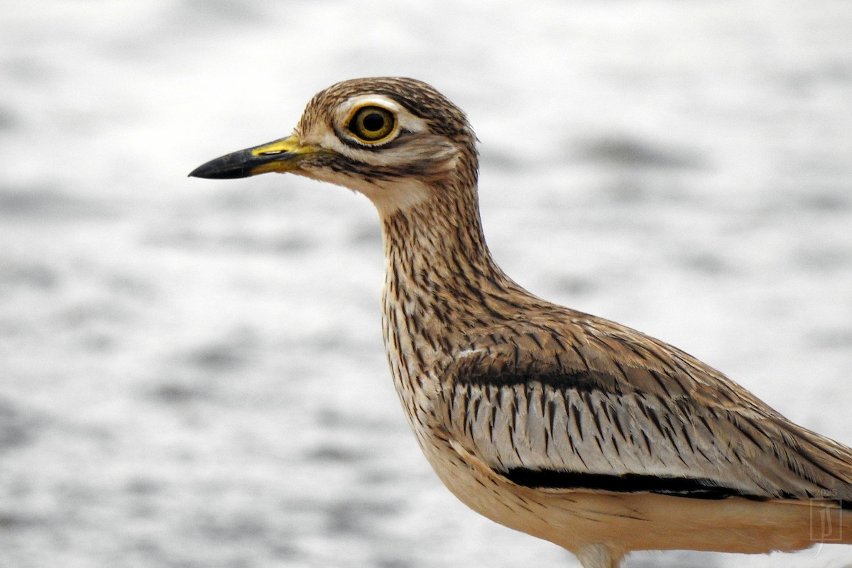 Senegal Thick-knee - ML641486920