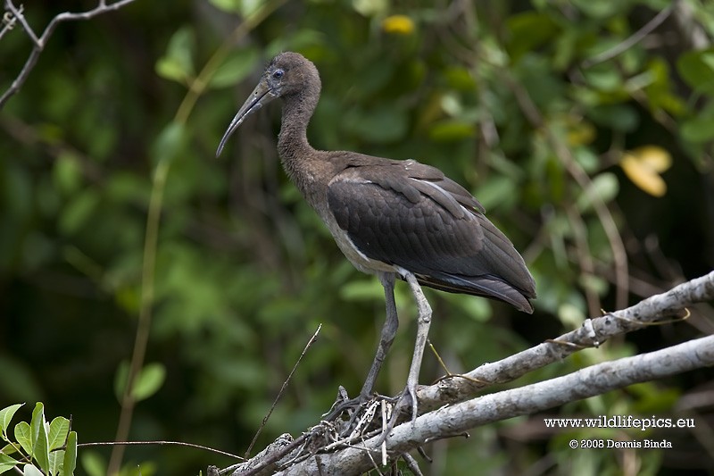 Scarlet Ibis - ML641486926