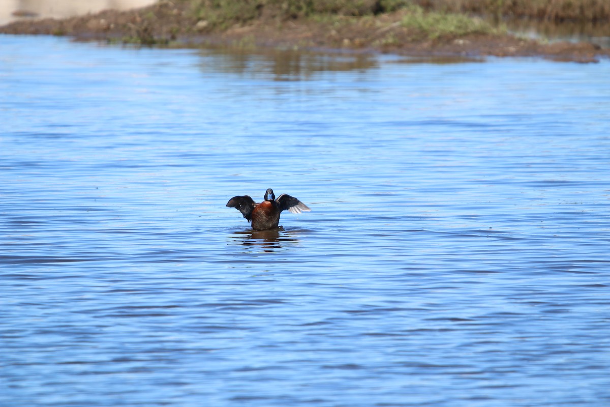 Lake Duck - ML641486928