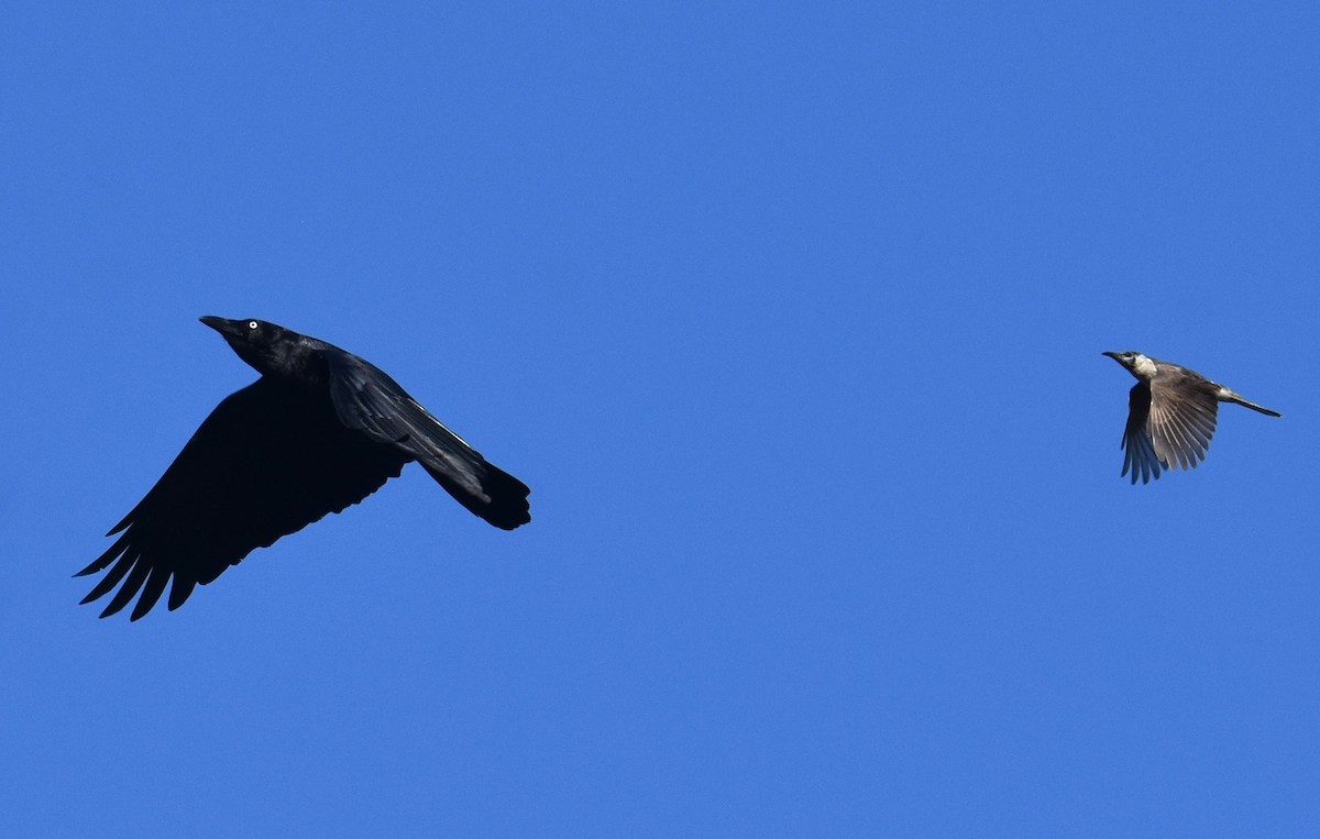 Torresian Crow - ML641486929