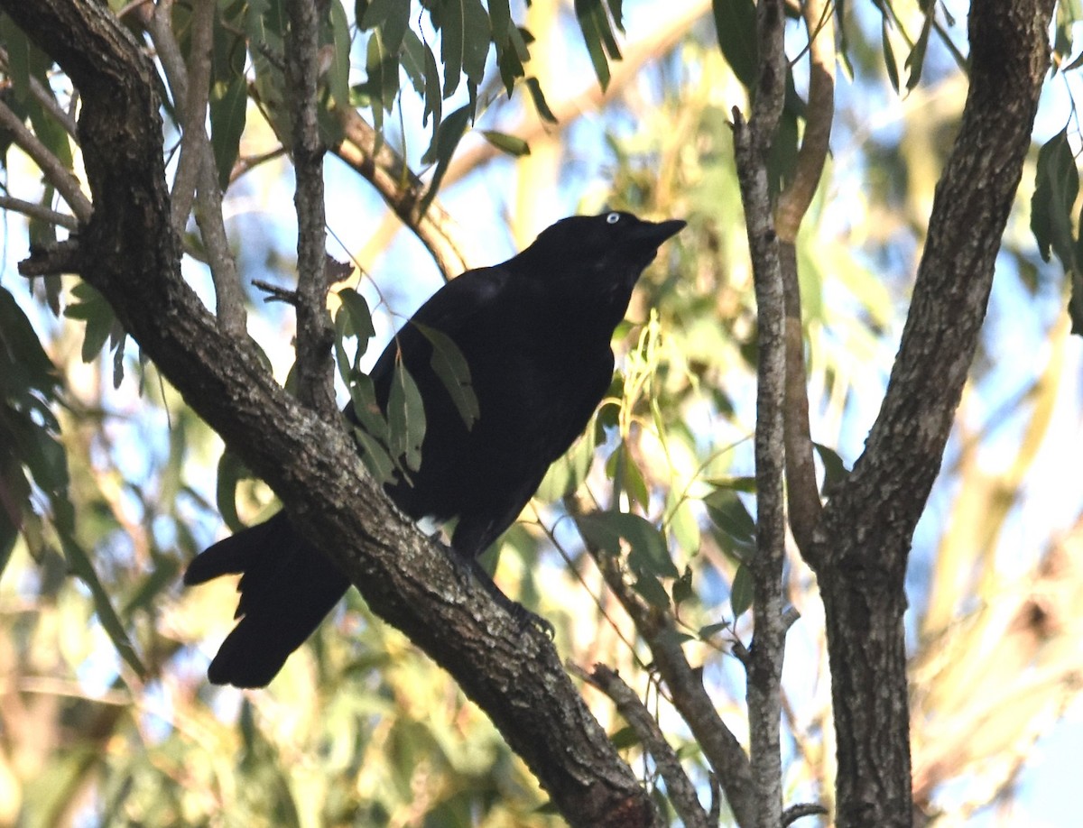 Torresian Crow - ML641486930