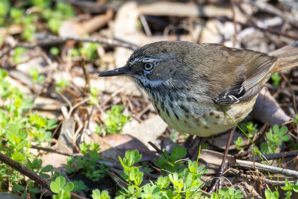 Spotted Scrubwren - ML641486941