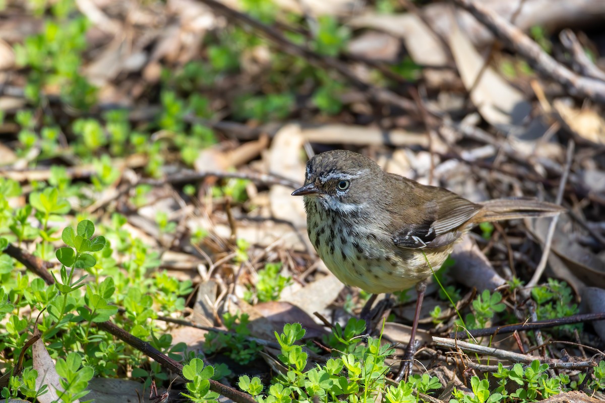 Spotted Scrubwren - ML641486942