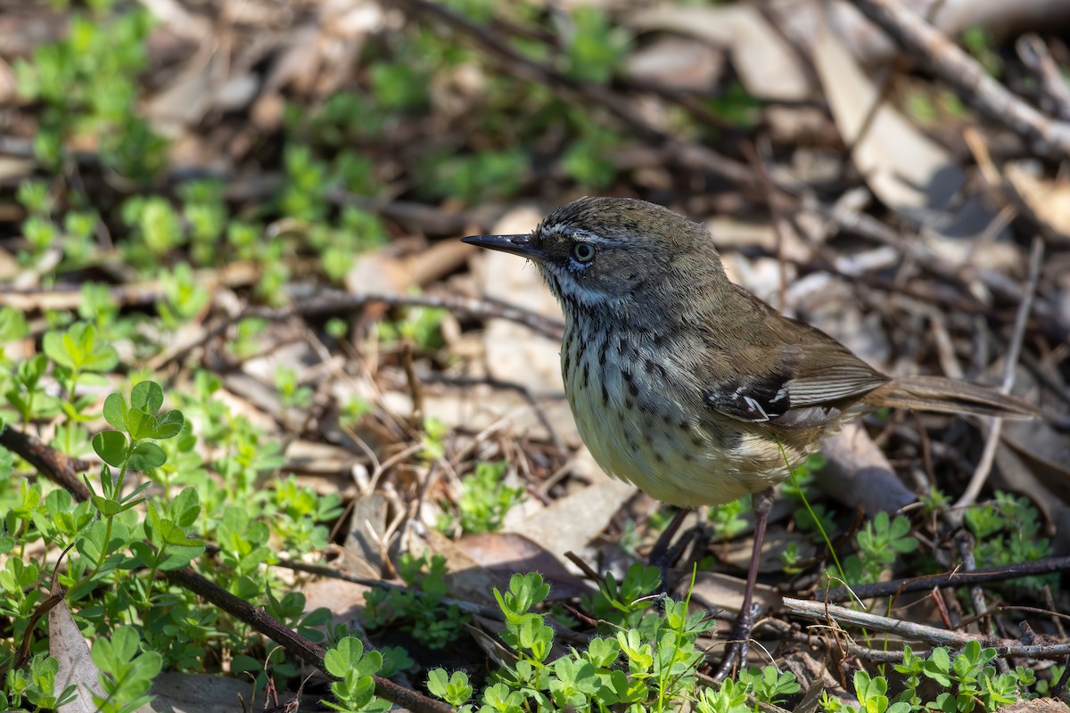 Spotted Scrubwren - ML641486948