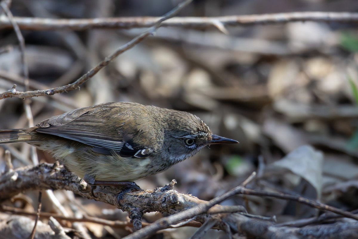 Spotted Scrubwren - ML641486949