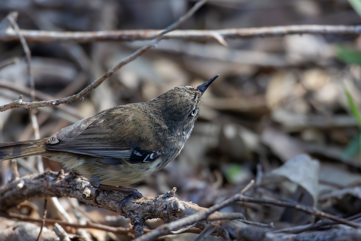 Spotted Scrubwren - ML641486955