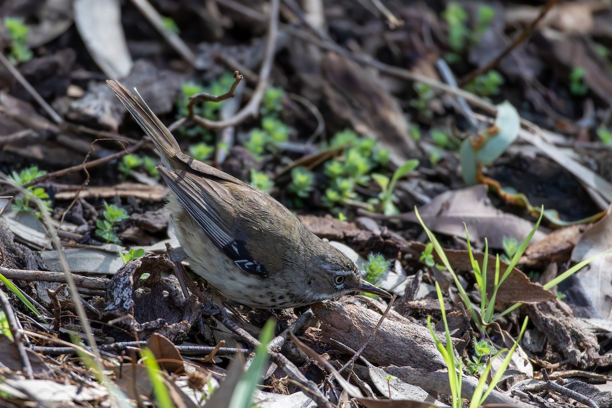 Spotted Scrubwren - ML641486959