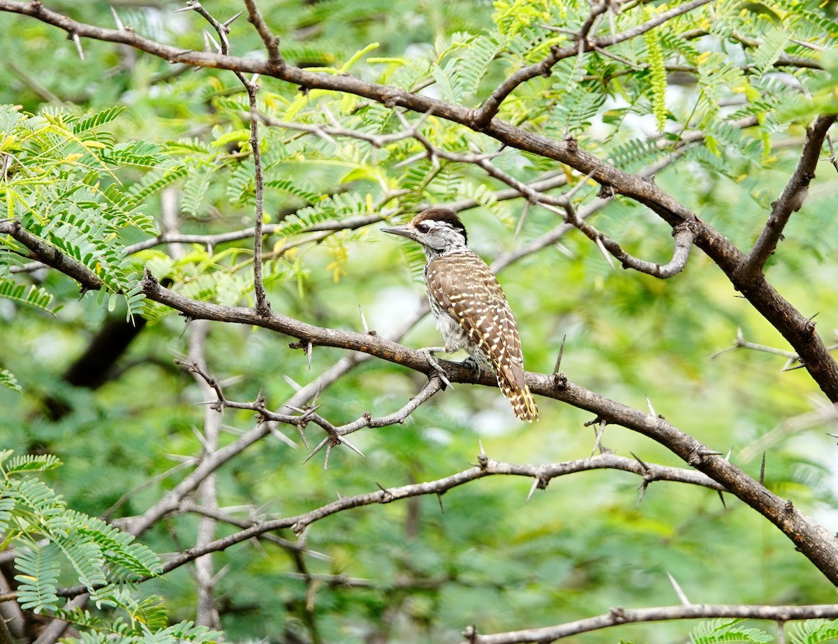 Cardinal Woodpecker - ML641486960