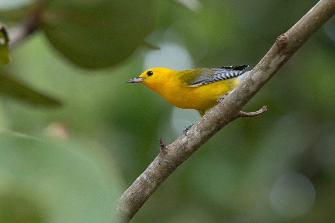 plommeparula - ML641486969