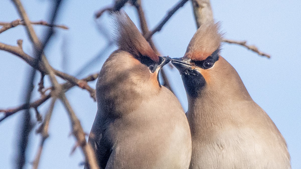 Bohemian Waxwing - ML641486990