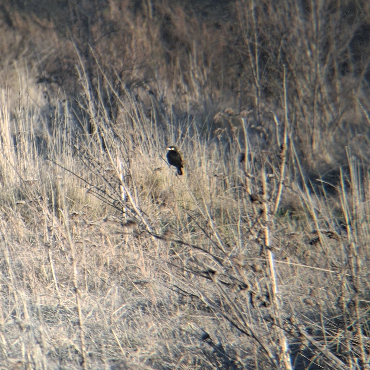 Spectacled Tyrant - ML641486991