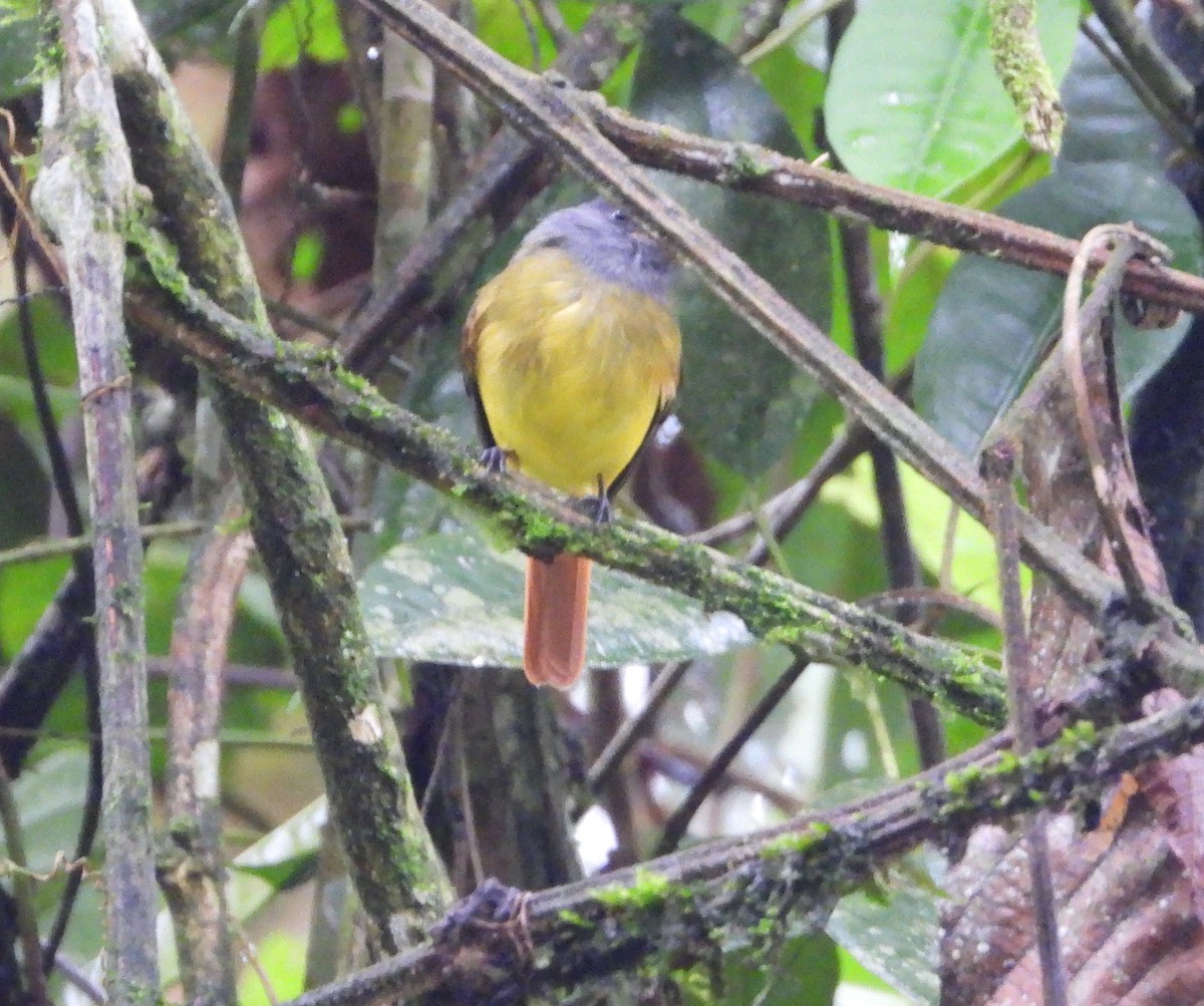 Ornate Flycatcher - ML641487024