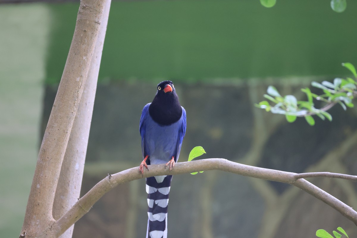 Taiwan Blue-Magpie - ML641487026