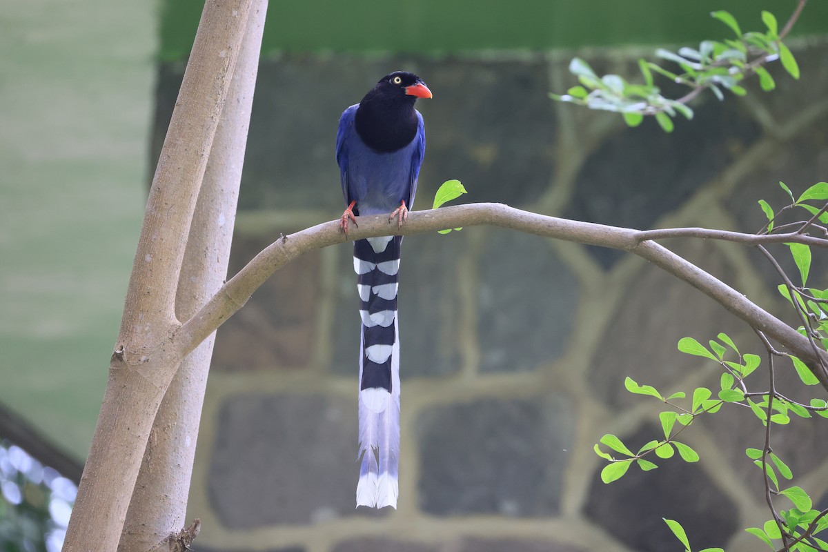 Taiwan Blue-Magpie - ML641487031