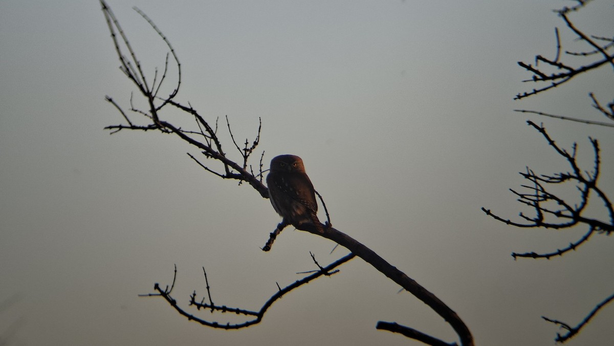 Austral Pygmy-Owl - ML641487034