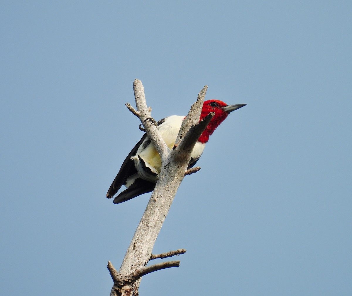 Red-headed Woodpecker - ML641487057
