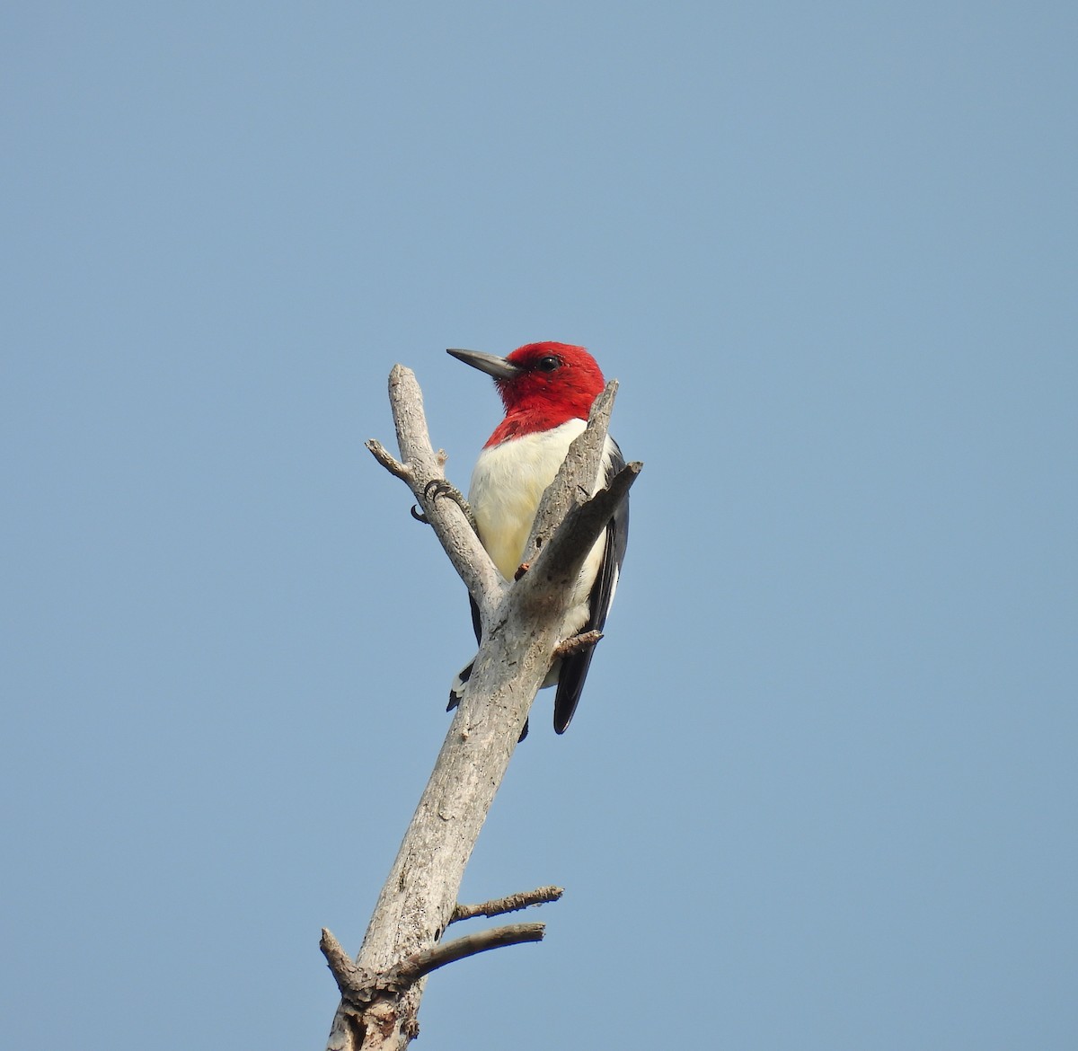 Red-headed Woodpecker - ML641487060