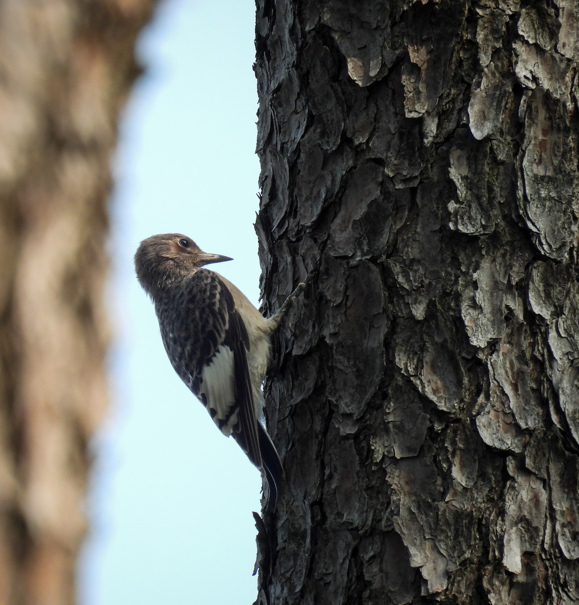 Red-headed Woodpecker - ML641487064