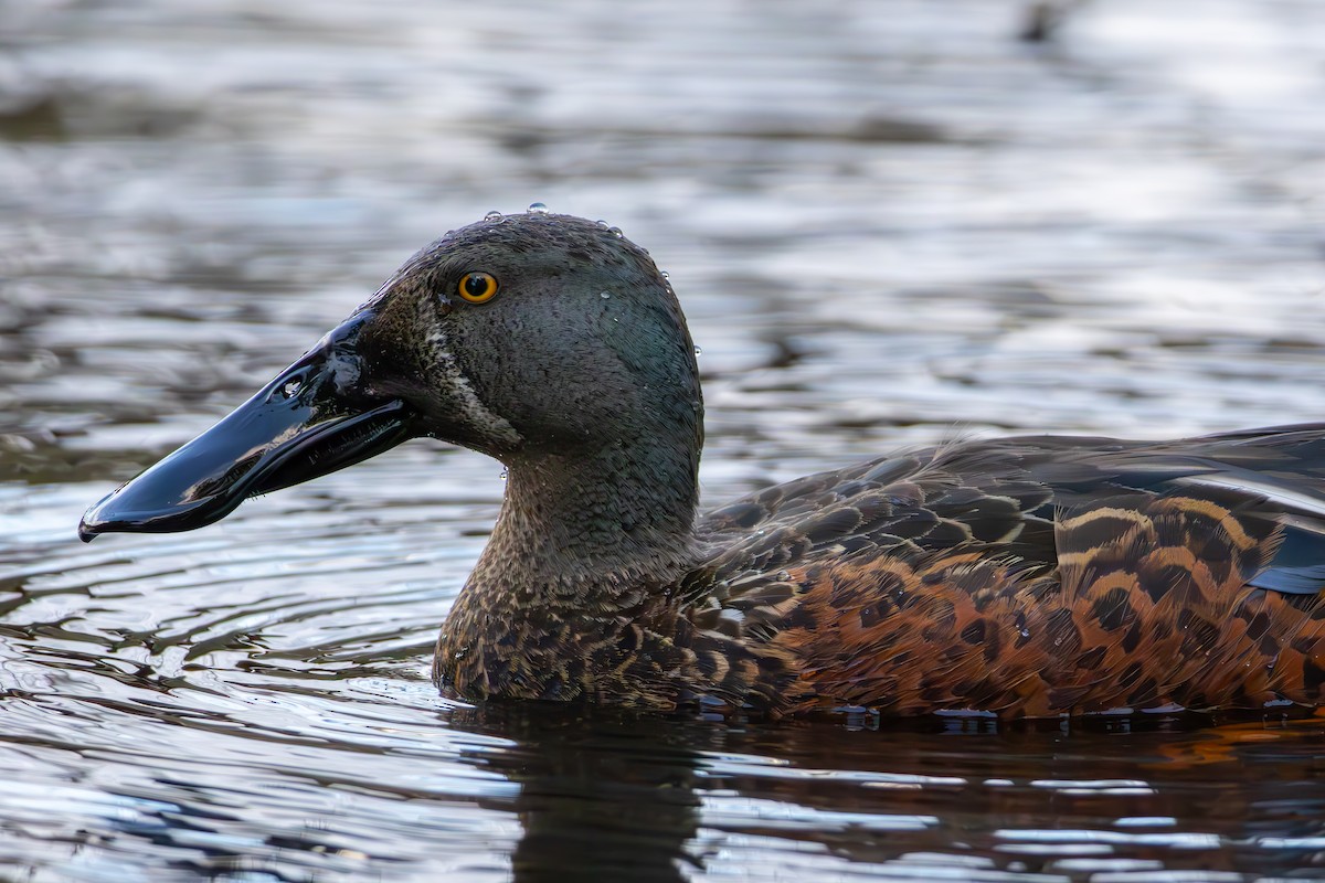 Canard bridé - ML641487102