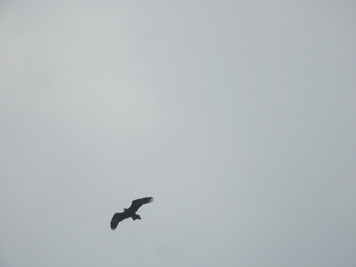 Aigle d'Australie - ML641487109