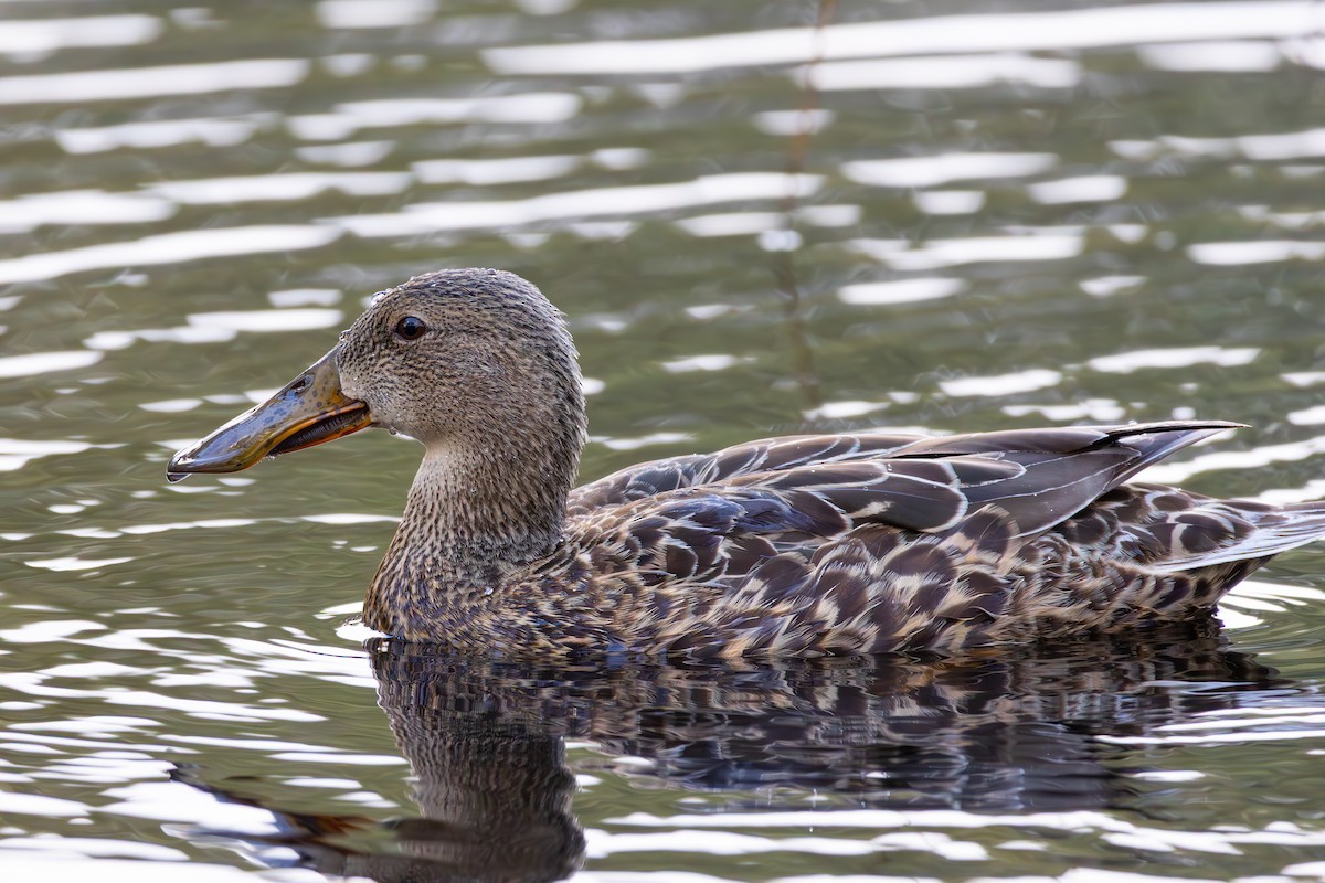 Canard bridé - ML641487117