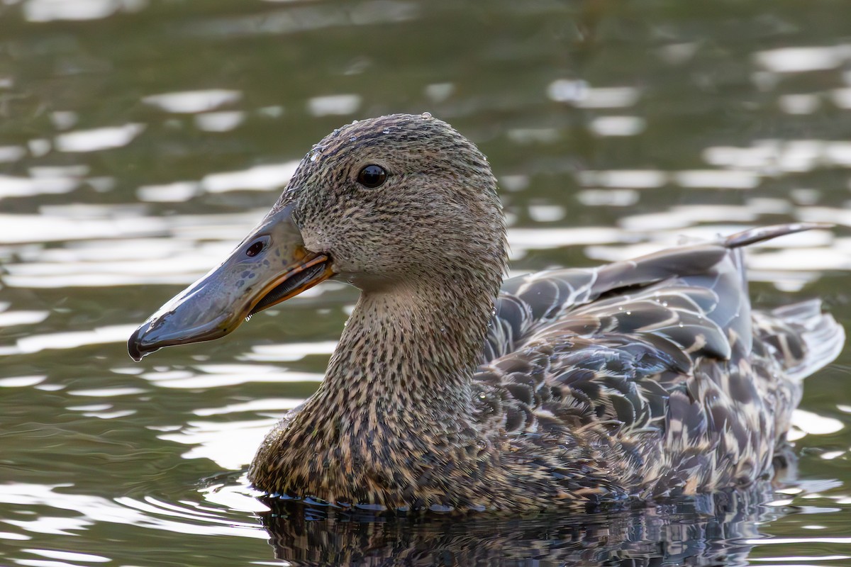 Canard bridé - ML641487120