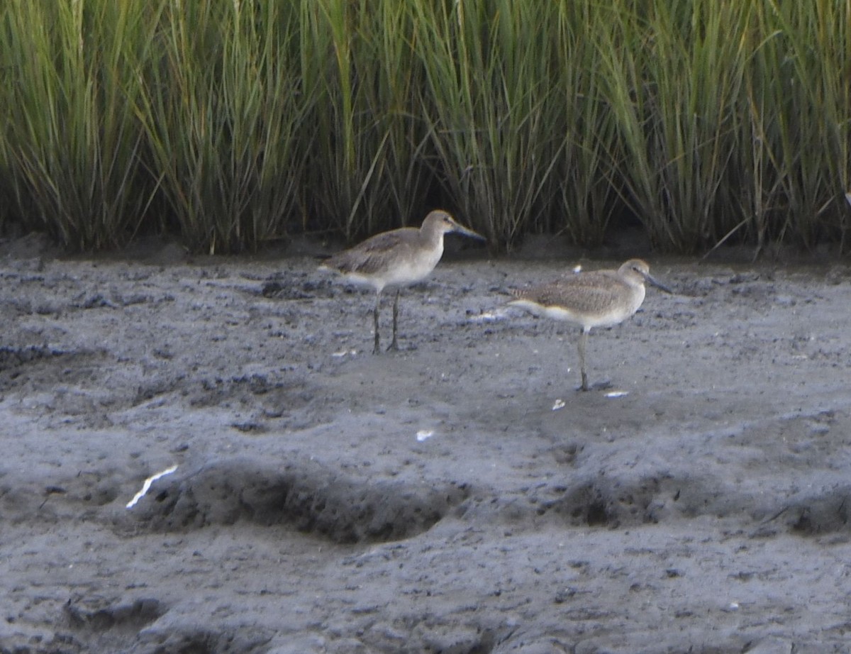 Willet (Eastern) - ML641487192