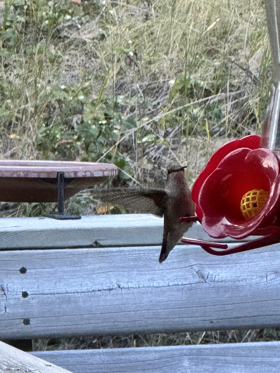 Black-chinned Hummingbird - ML641487197