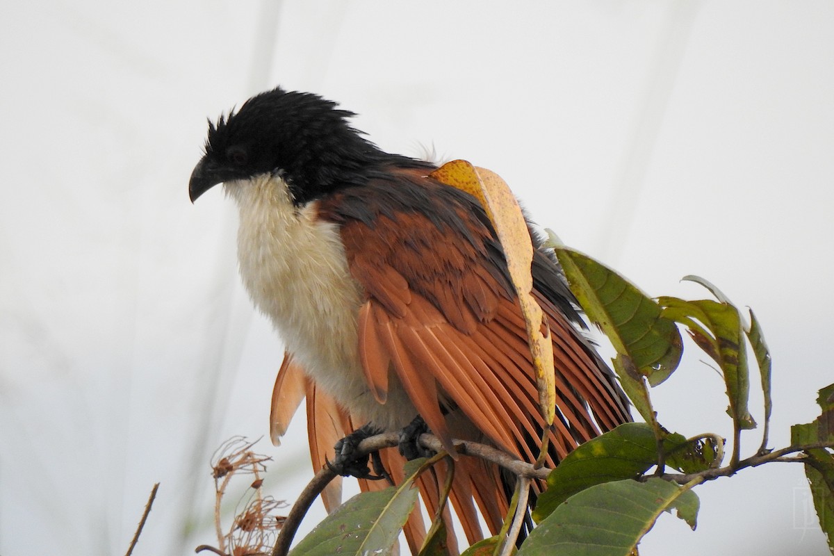 Blue-headed Coucal - ML641487230