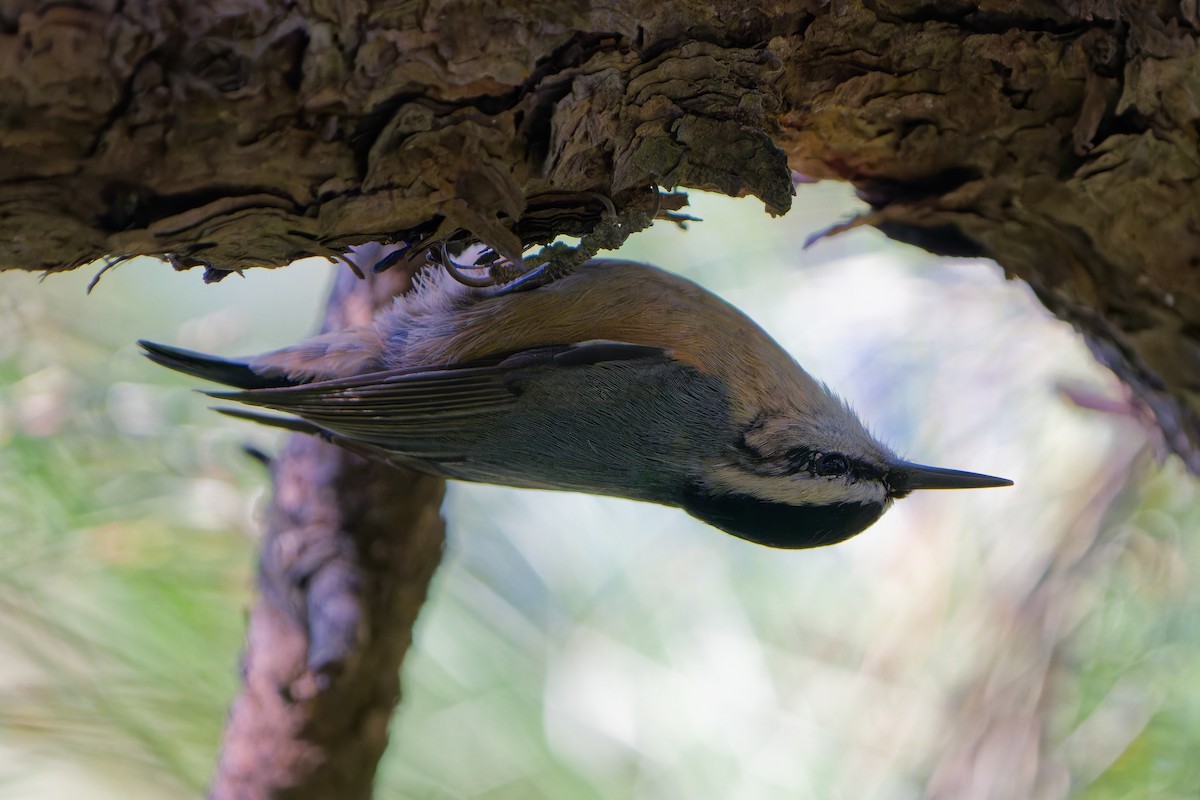Snowy-browed Nuthatch - ML641487252