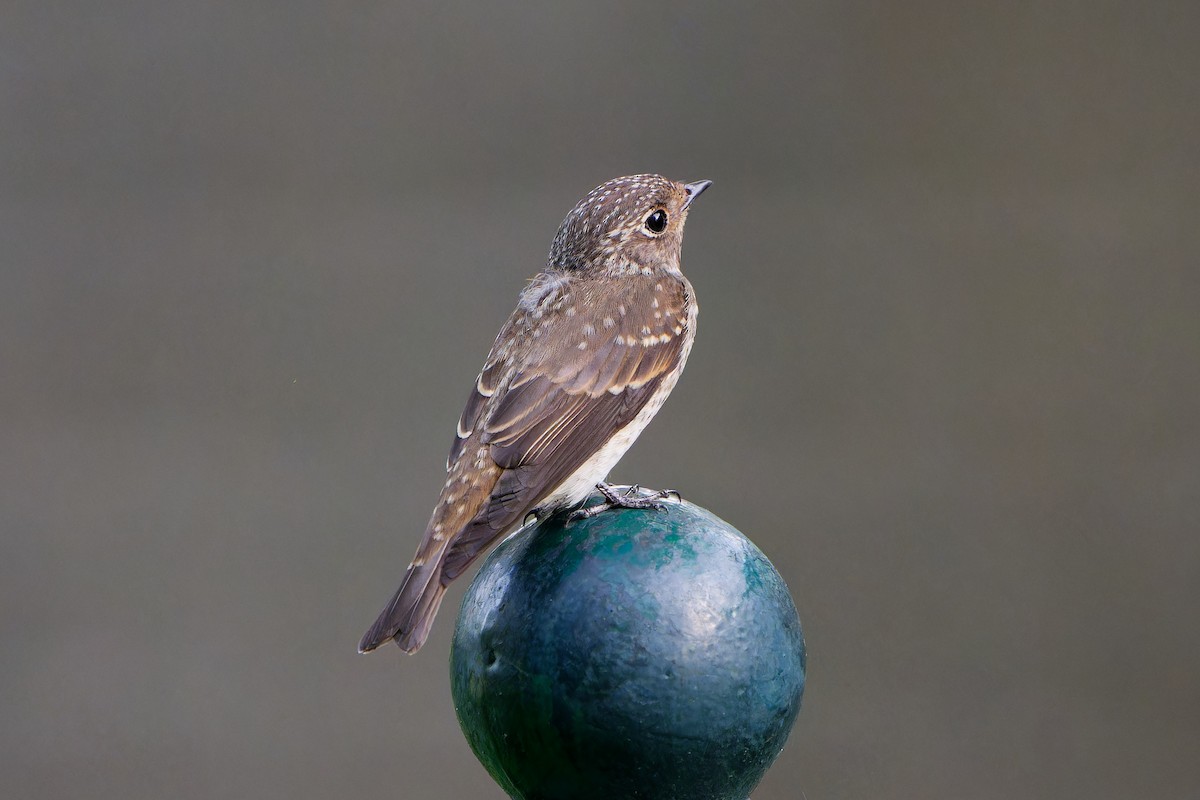 Euli-txori siberiarra - ML641487269