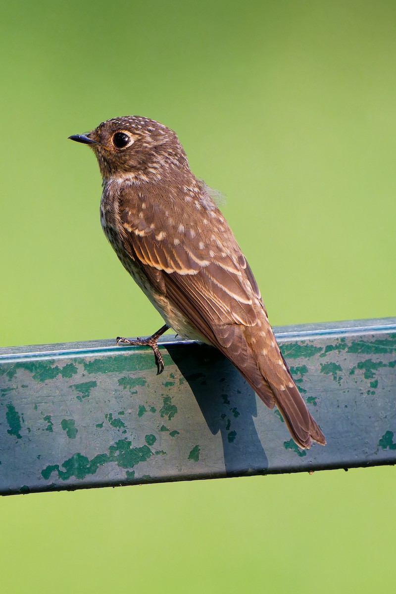 Euli-txori siberiarra - ML641487277