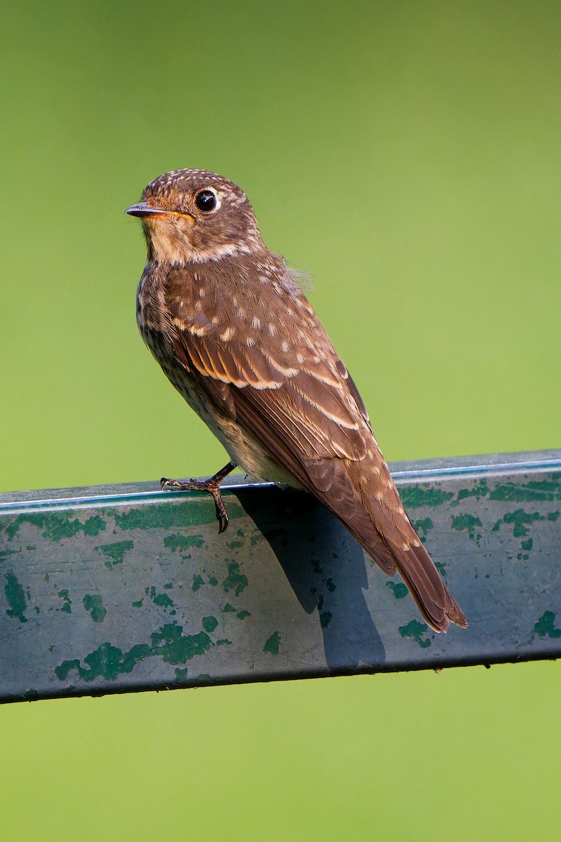 Euli-txori siberiarra - ML641487281