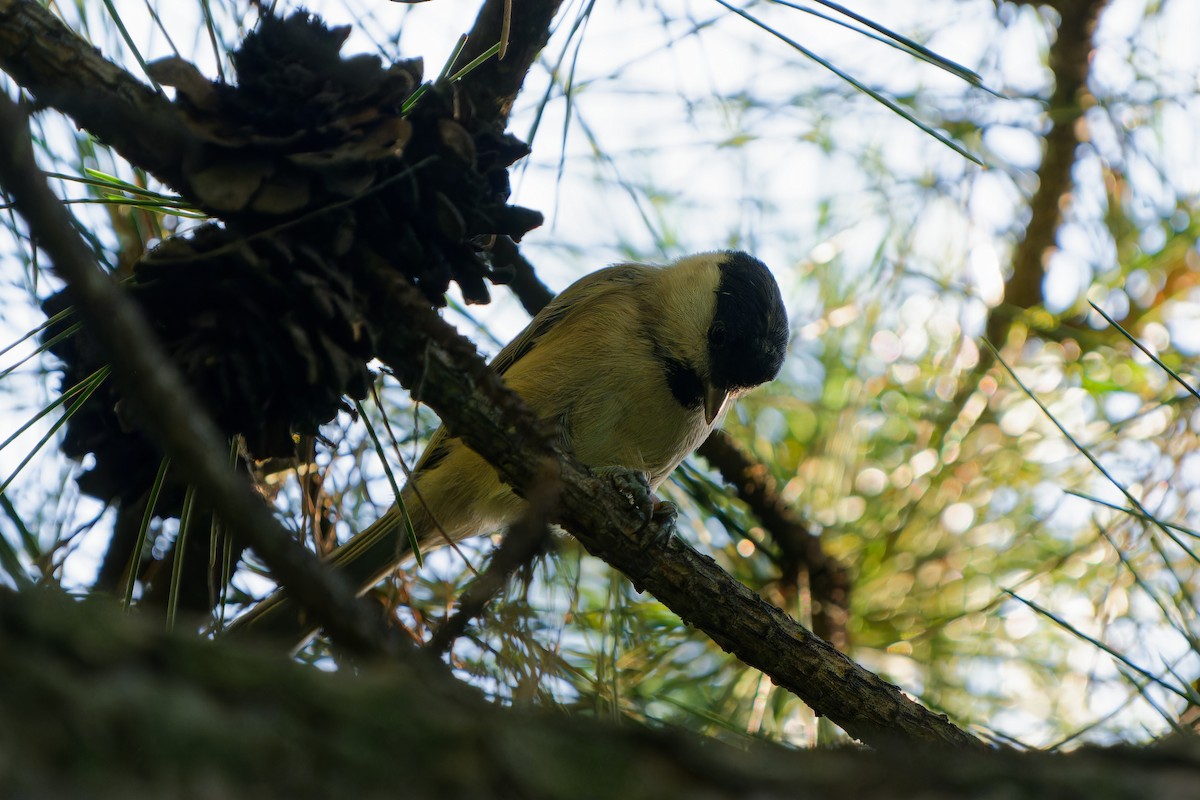 Marsh Tit - ML641487300