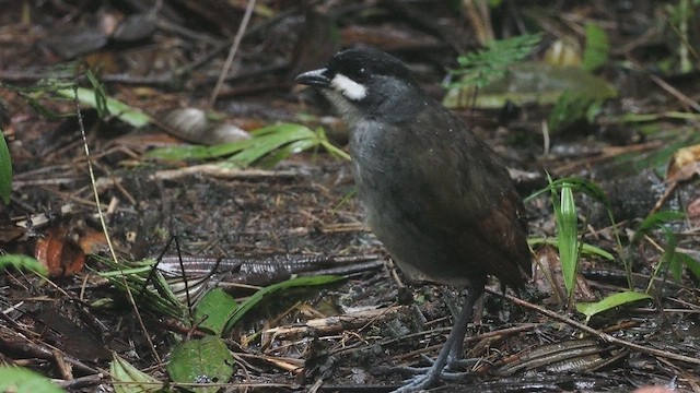 Jocotoco Antpitta - ML641487325