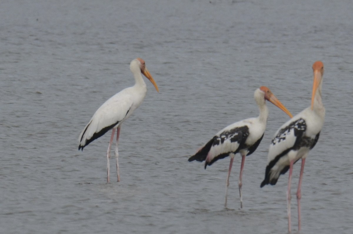 malaystork - ML641487337