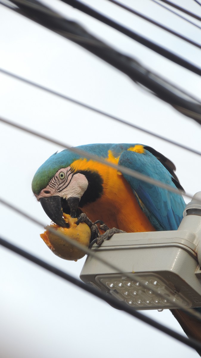 Blue-and-yellow Macaw - ML641487355
