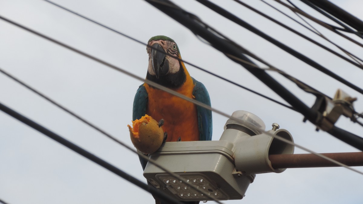 Blue-and-yellow Macaw - ML641487356