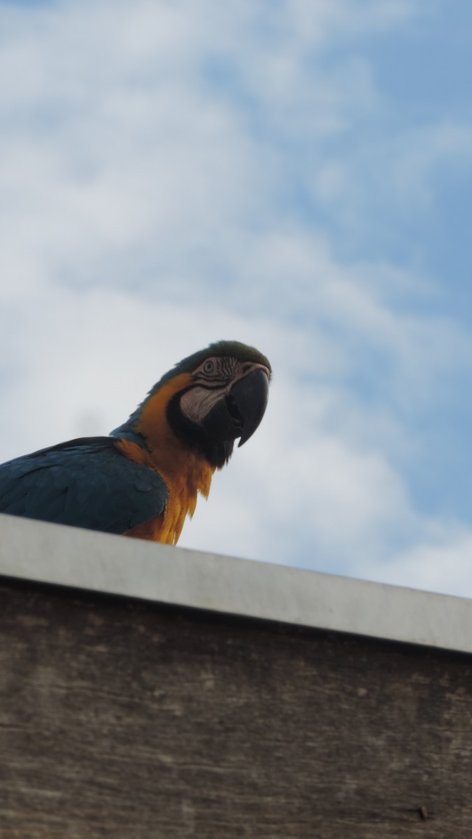 Blue-and-yellow Macaw - ML641487357