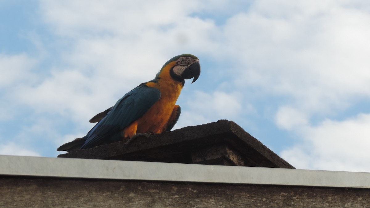 Blue-and-yellow Macaw - ML641487358