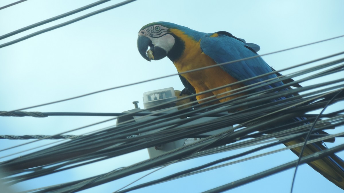 Blue-and-yellow Macaw - ML641487359