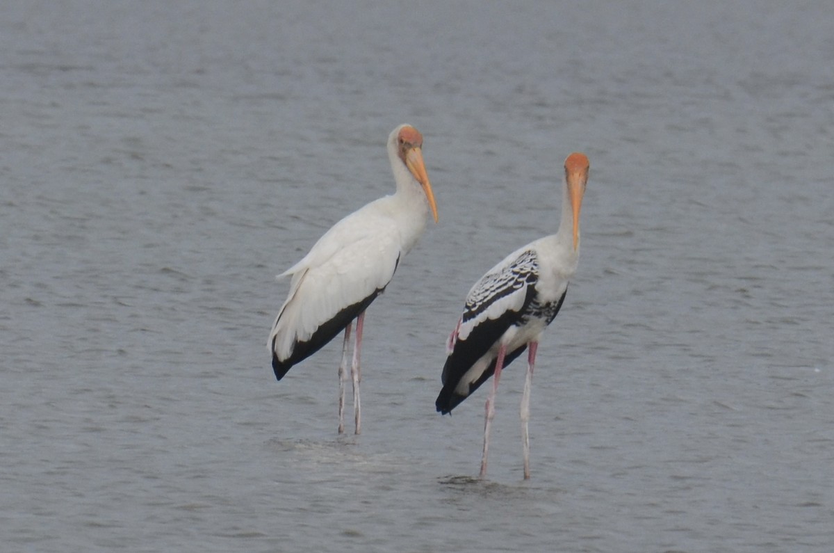 malaystork - ML641487364